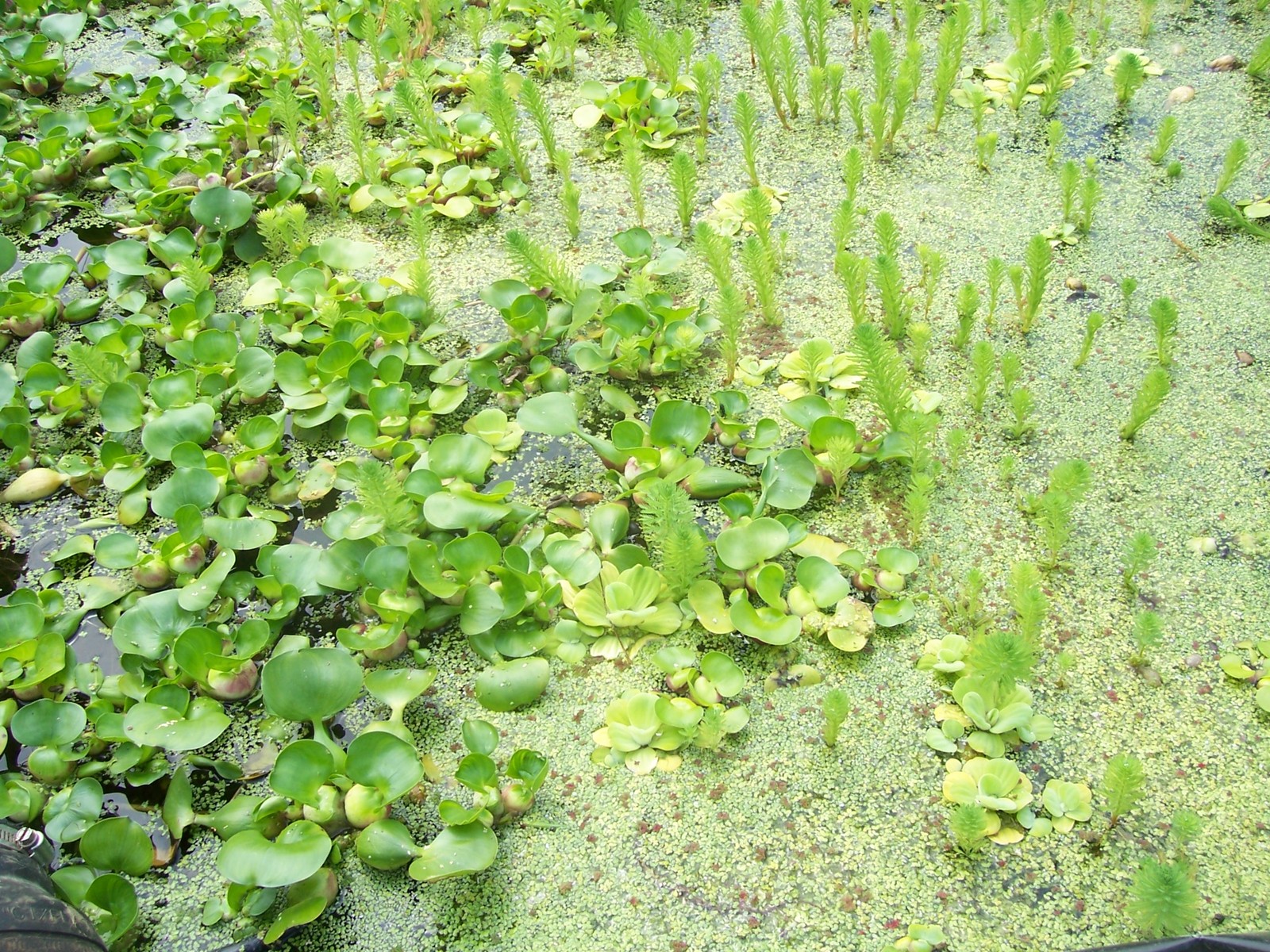 1 CUP DUCKWEED,FISH KOI FOOD,POND PLANT WATER GARDEN BIOFILTER,100%ORGANICGROWN