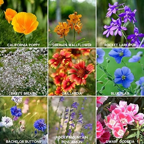 Rocky Mountain Wildflower Seed Mix 1 Lb Easy Grow Perennial And Annual Seeds