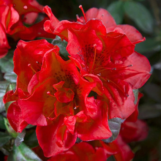 ~~ENCORE AUTUMN FIRE~~Azalea Deciduous Well Rooted Starter Plant~~DEEPEST RED!
