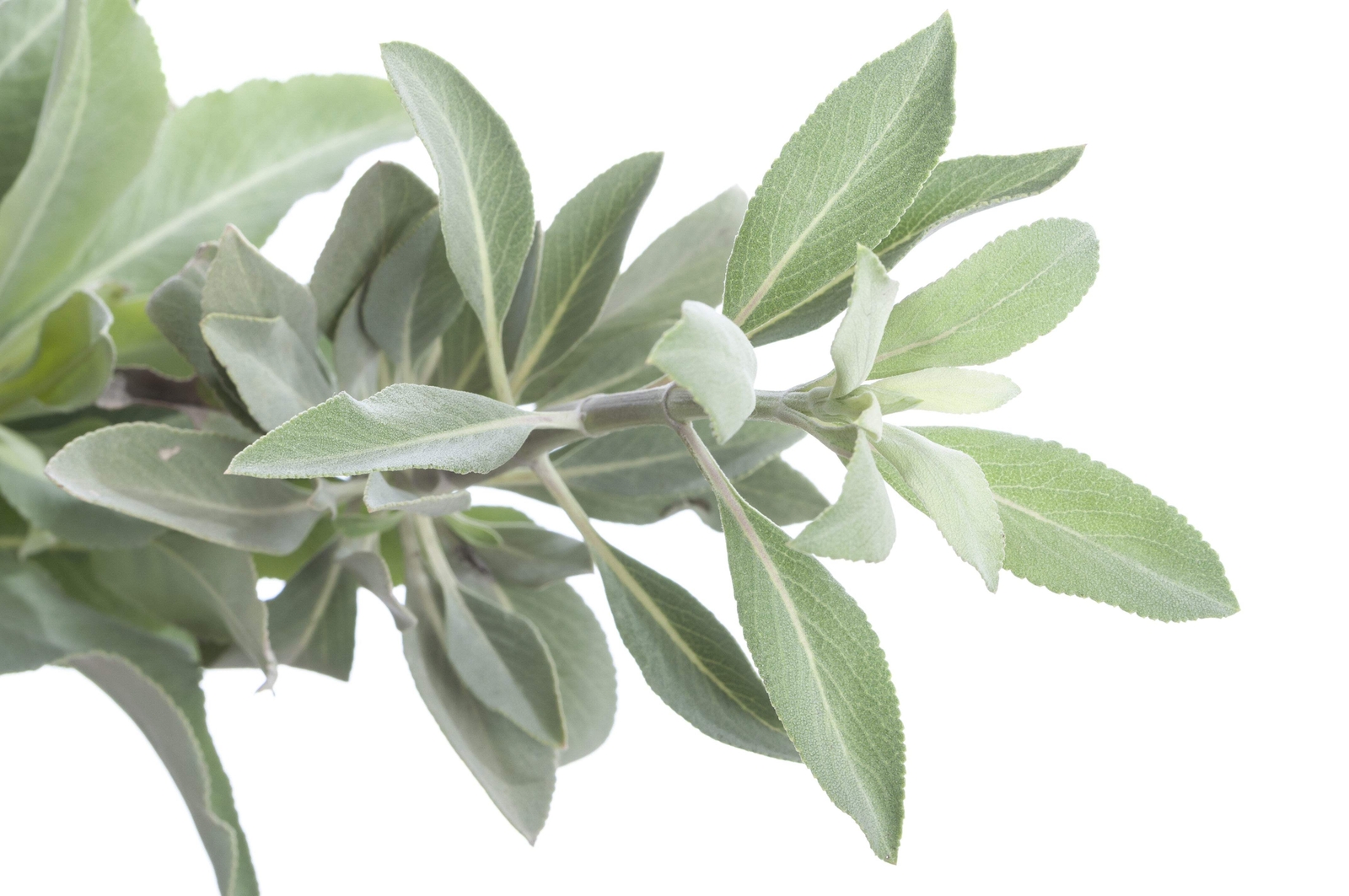 75 Sacred California WHITE SAGE Salvia Apiana Shrub Silver Folliage Native Smudg