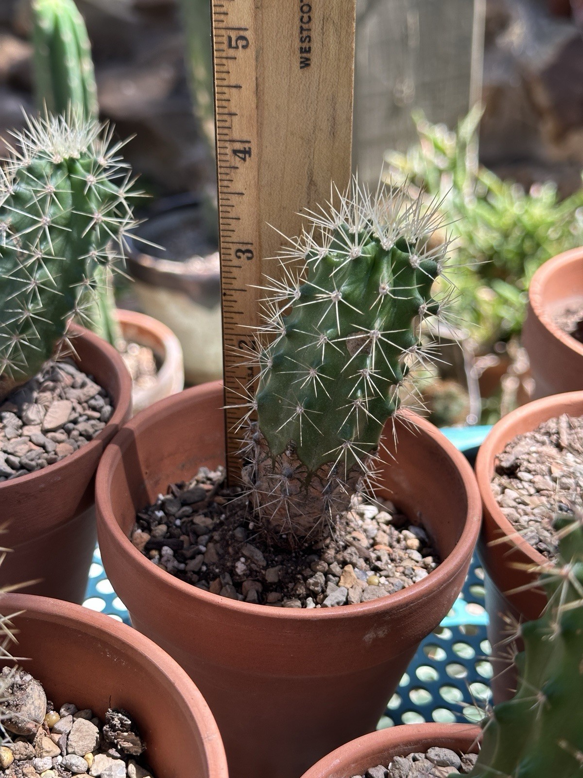 Echinocereus Coccineus Scarlet Hedgehog Cactus Claret Cup Bare Root Cold Hardy