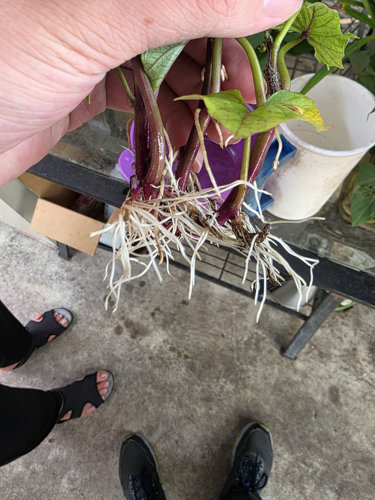 10 Red Skin White Slips Vietnam Sweet Potato-Cuttings-Khoai Lang Đỏ-Have Roots