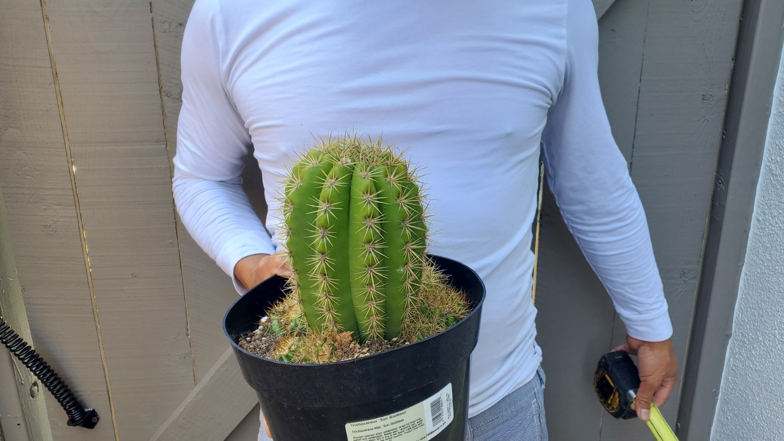 Sun Goddess Cactus