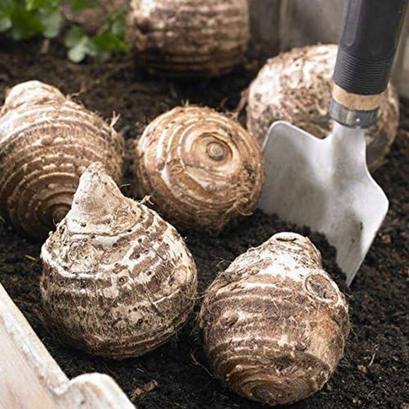3 Large Elephant Ear Bulbs (Colocasia) – Tropical Perennial Flower Garden Plant