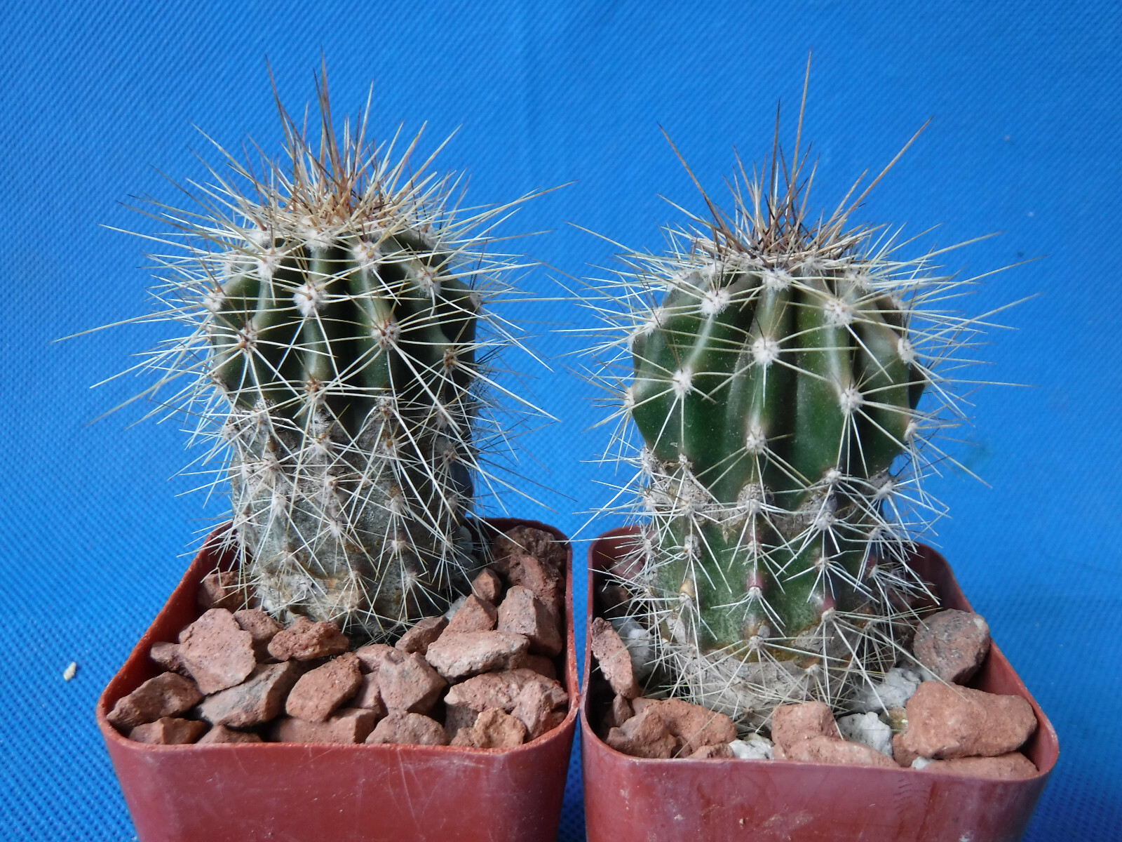 Saguaro Cactus TWO (2!) Nice Spines Carnegiea gigantea 2″-3″ Tall AZ Seed Grown