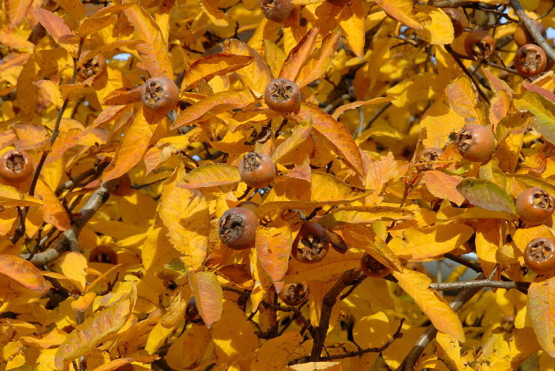 Showy Medlar, Mespilus germanica, Tree Seeds (Edible)