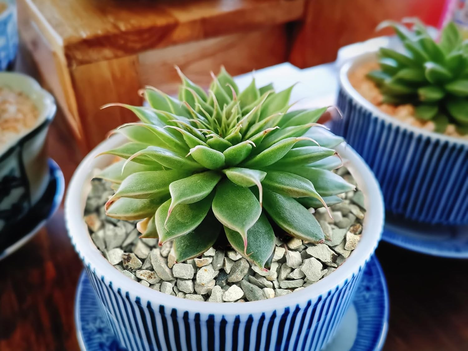 2Lb Succulents and Cactus Green Zeolite, Décor & Additive Rocks, Natural Decorat
