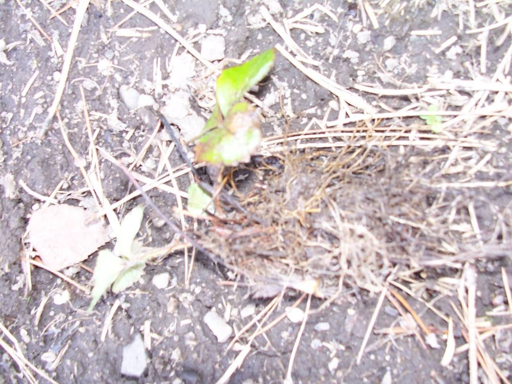 100 Early glow June bearing strawberry plants – dormant