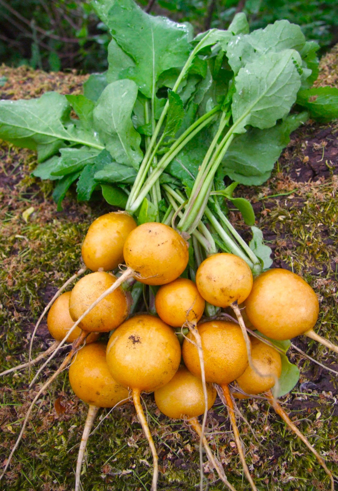 Golden Helios Radish Seeds – For 2025 Planting Raphanus Yellow Globe Sun