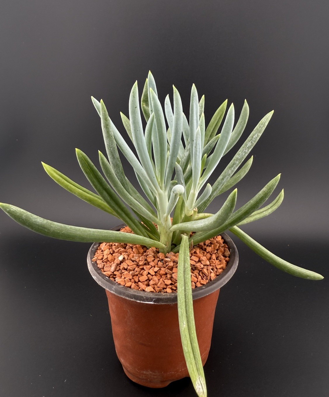 Blue Chalk Sticks ‘Senecio mandraliscae’ Live Succulent With Roots FREE SHIPPING