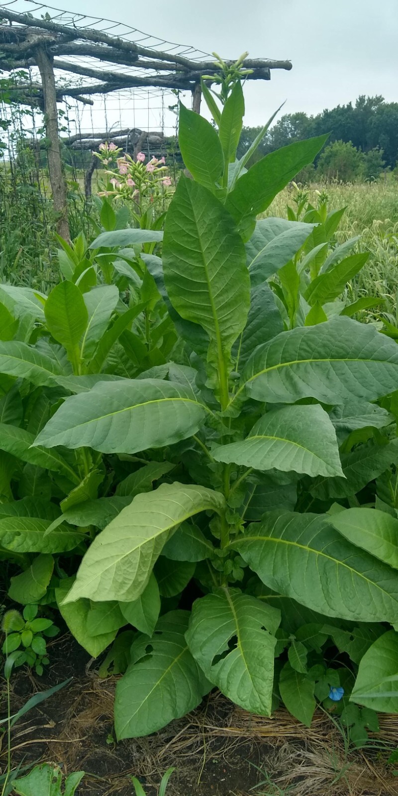 Perique Tobacco Seeds ~ 1000 to 100,000 seeds ~ Heirloom Nicotiana Tabacum