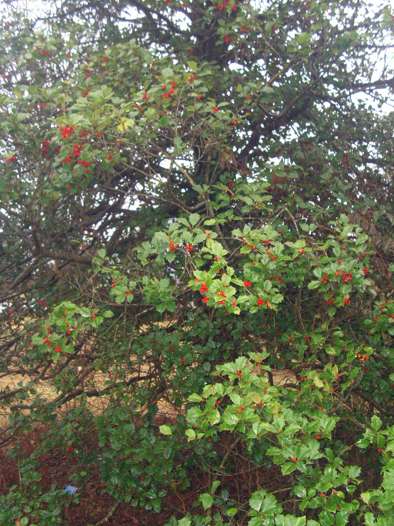 20 Old Heavy Berry Amer Holly seeds – Ilex opaca X. ” old heavy berry X Brown “