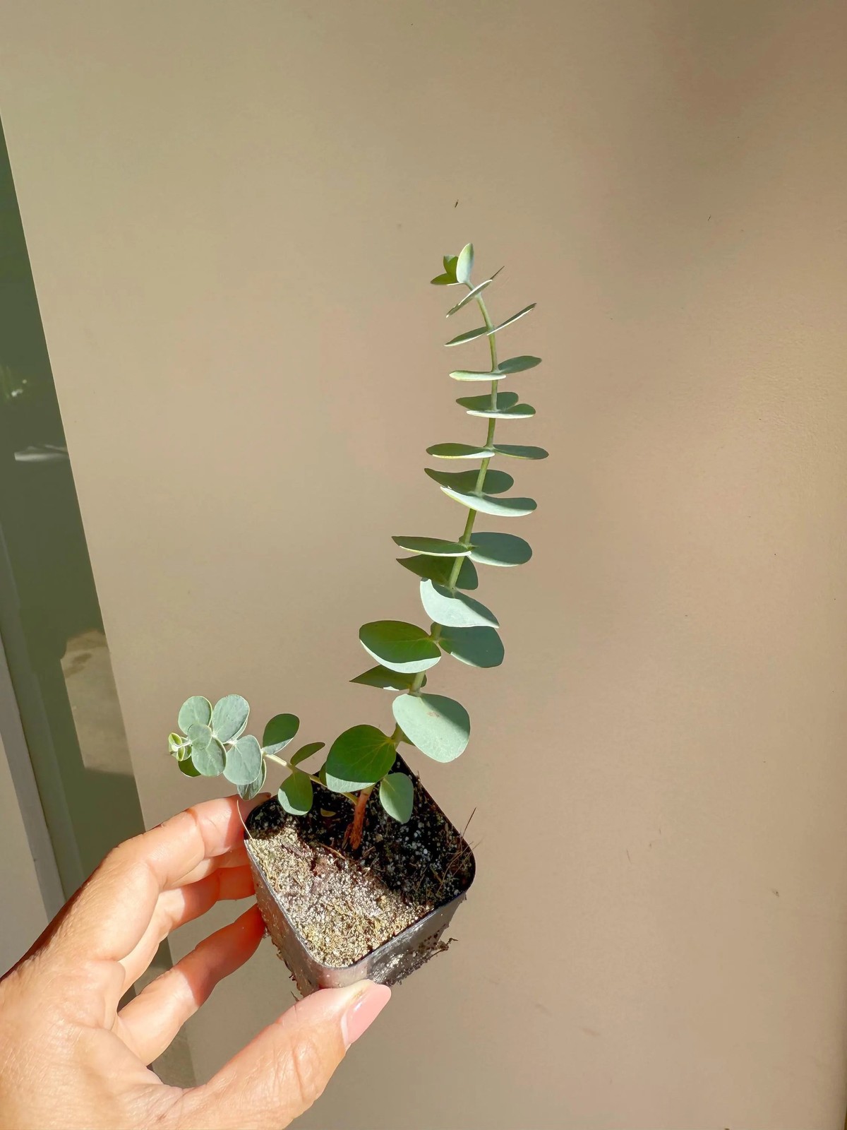 Spiral Gray Eucalyptus – Fragrant Evergreen Starter Tree