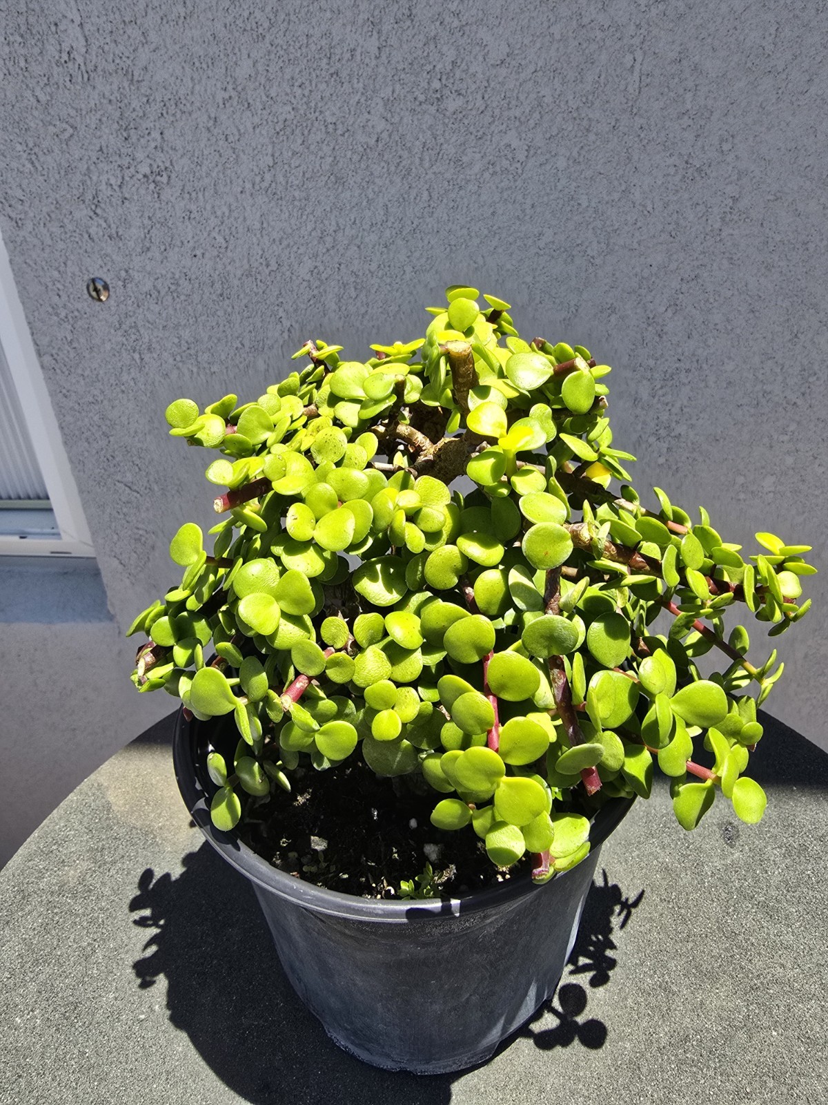Dwarf Jade Gold Pre Bonsai