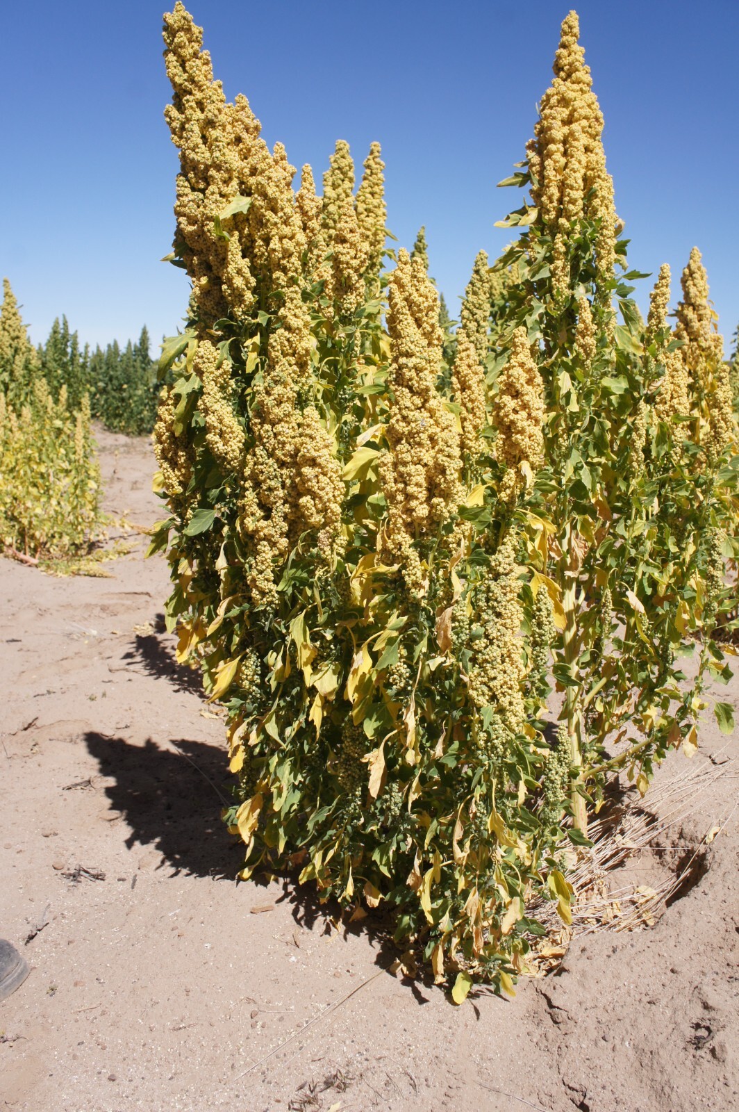 150 Cherry Vanilla Quinoa Seeds – Chenopodium quinoa – Non-GMO Ancient Grain!