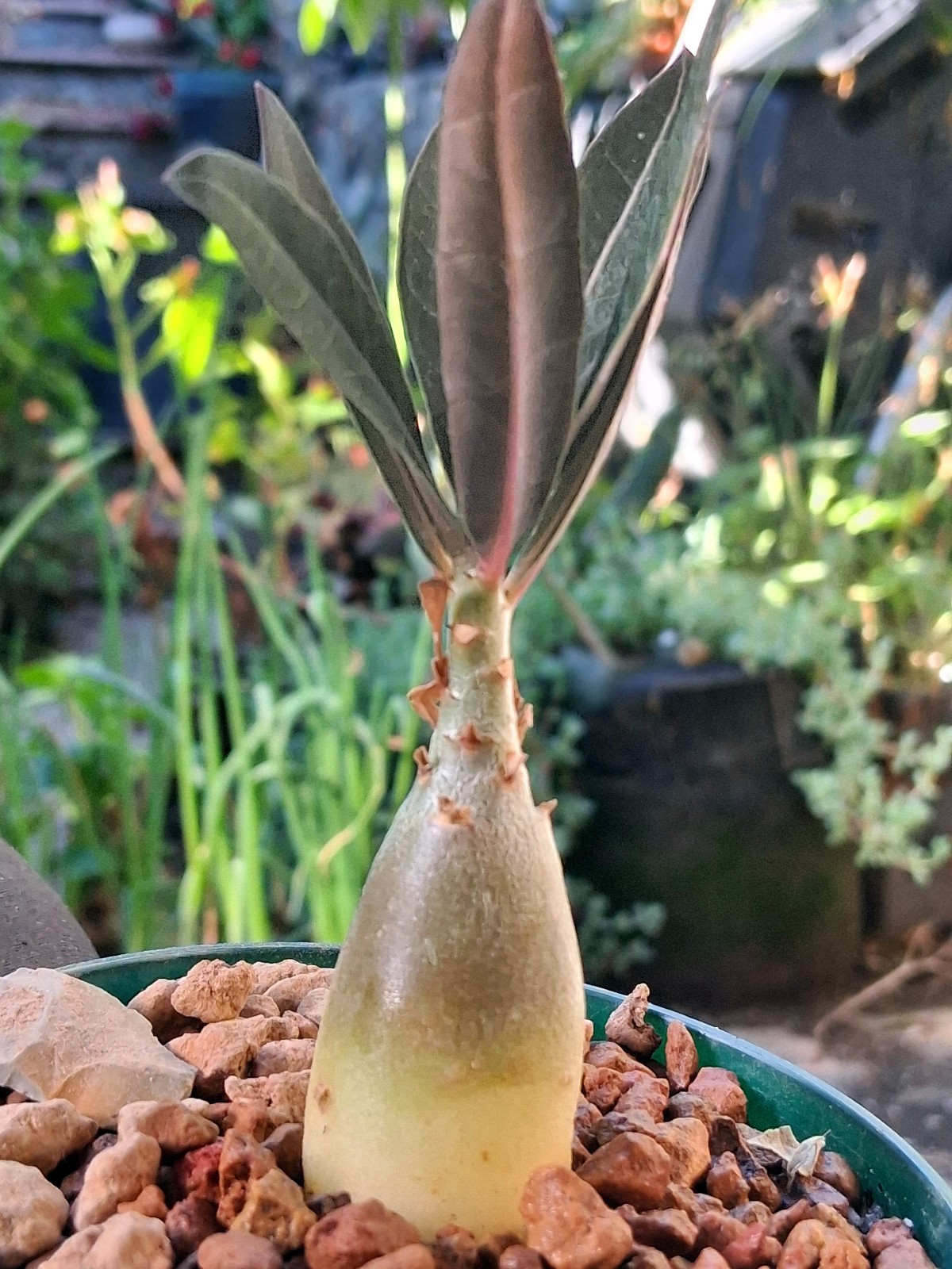 Adenium crispum × arabicum hybrids—bold base, breathtaking blooms, extraordinary