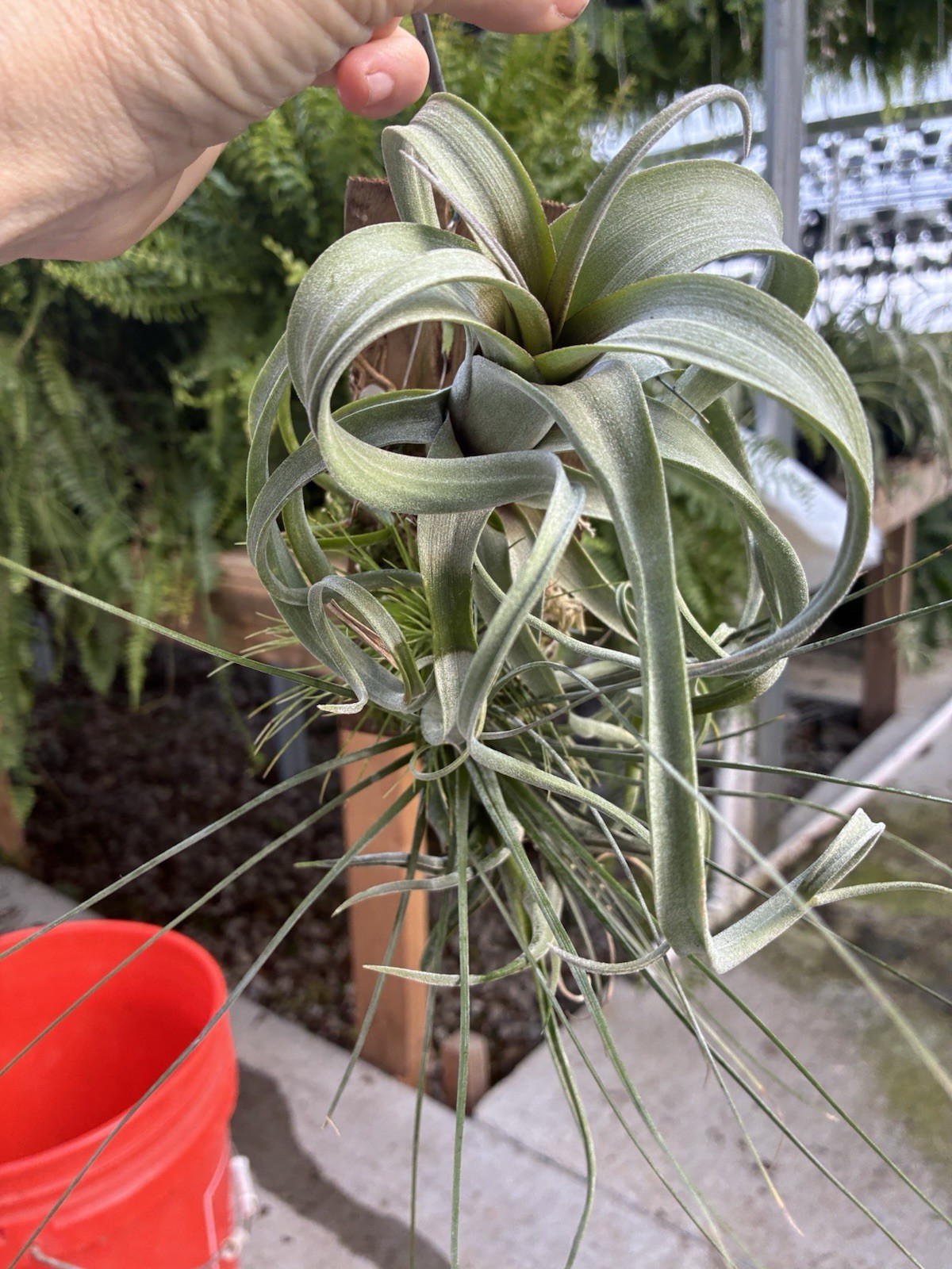 Air Plants Mounted
