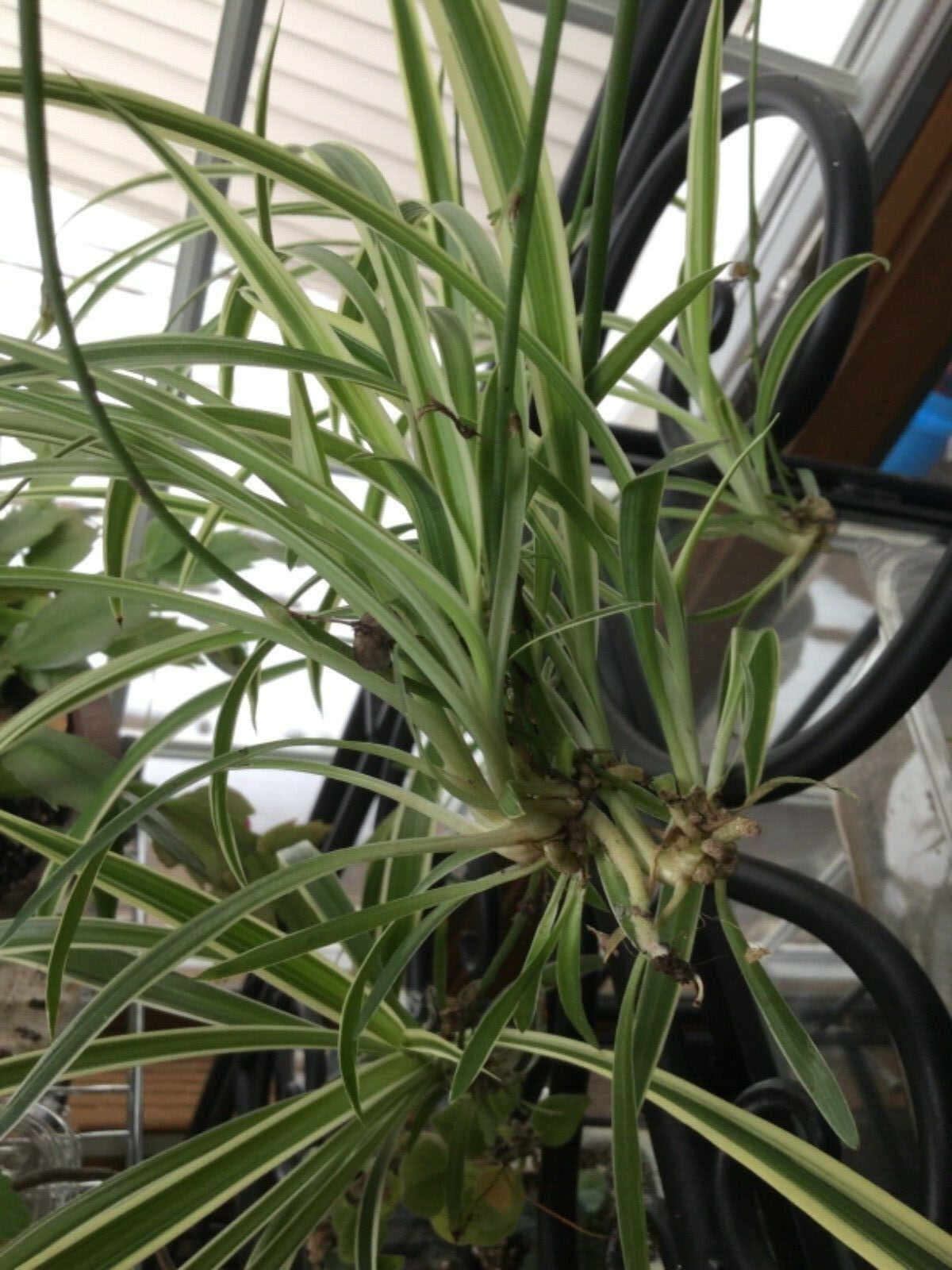 3 in. Spider Plants Chlorophytum comosum Golden Glow aka Hawaiian & variegated
