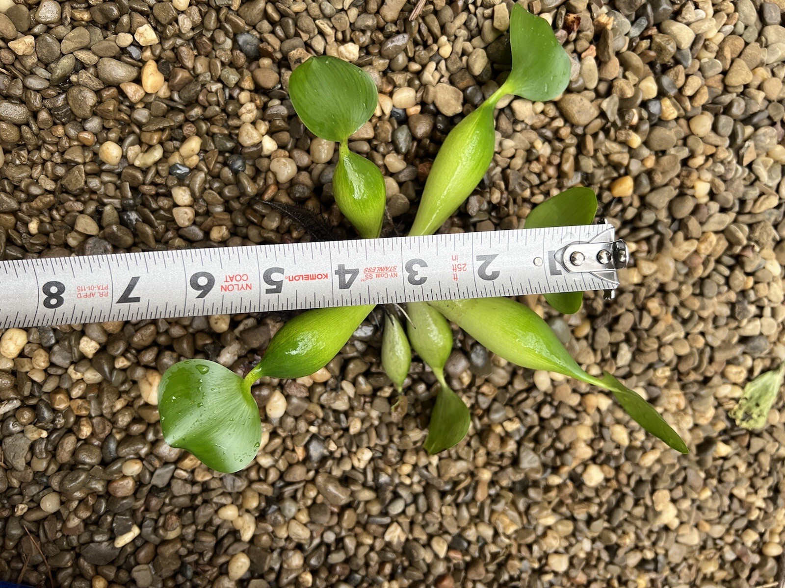 (6) MIX Water Lettuce & Hyacinth Large 5-7” Koi Pond Floating Plant Algae Shade