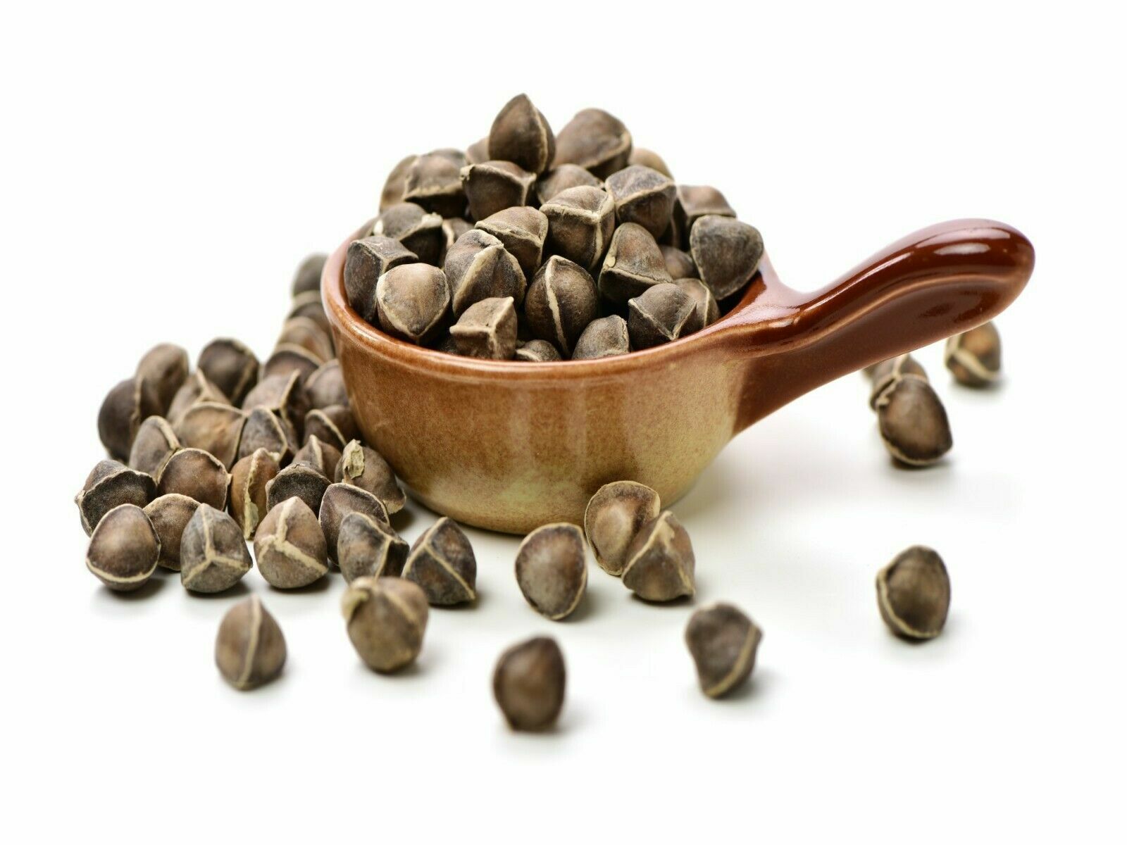 400 Moringa Oleifera Seeds 1 oz. (4 Pack) WINGLESS Fresh Semillas de Moringa