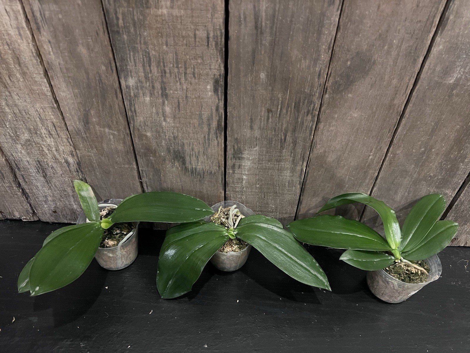 Phal. Miki Fly Eagle C1 ‘Edison’, Blooming Size, Fragrant, FREE Shipping