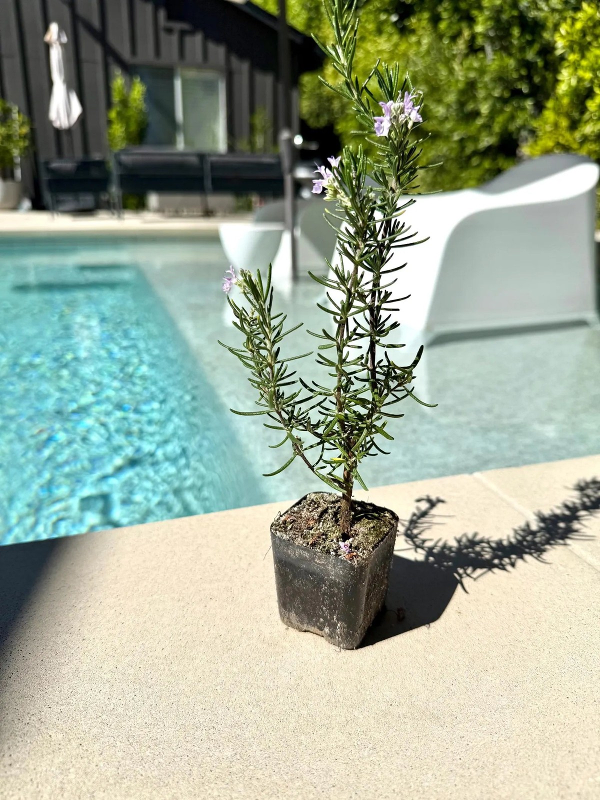 Pink Rosemary Majorca, 2 Inch Pot, Fragrant Culinary Herb Starter