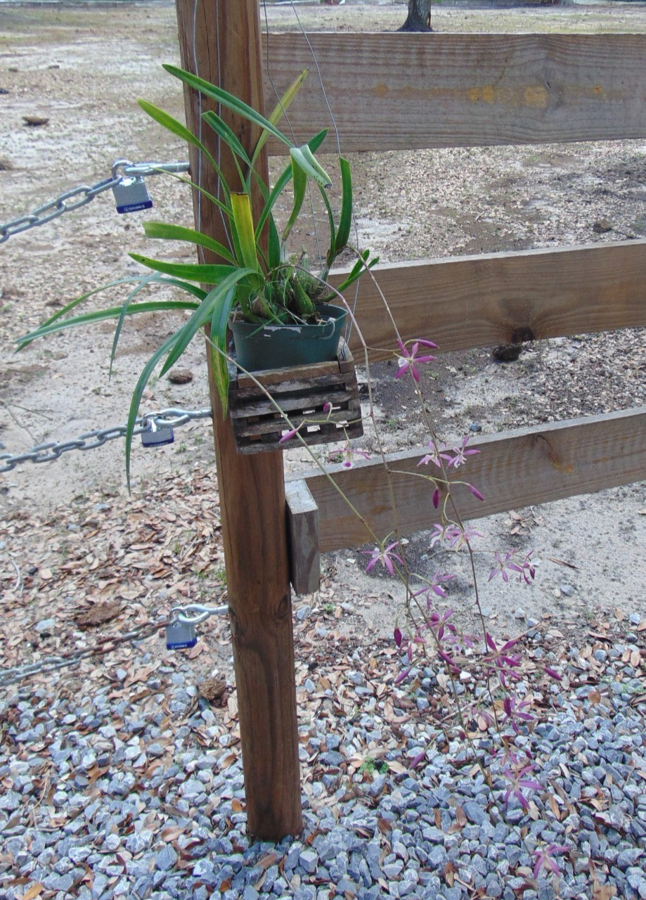 Encyclia guadalupeae X Encyclia tampensis FLOWERS 6″ pot Primary LARGE PLANT B