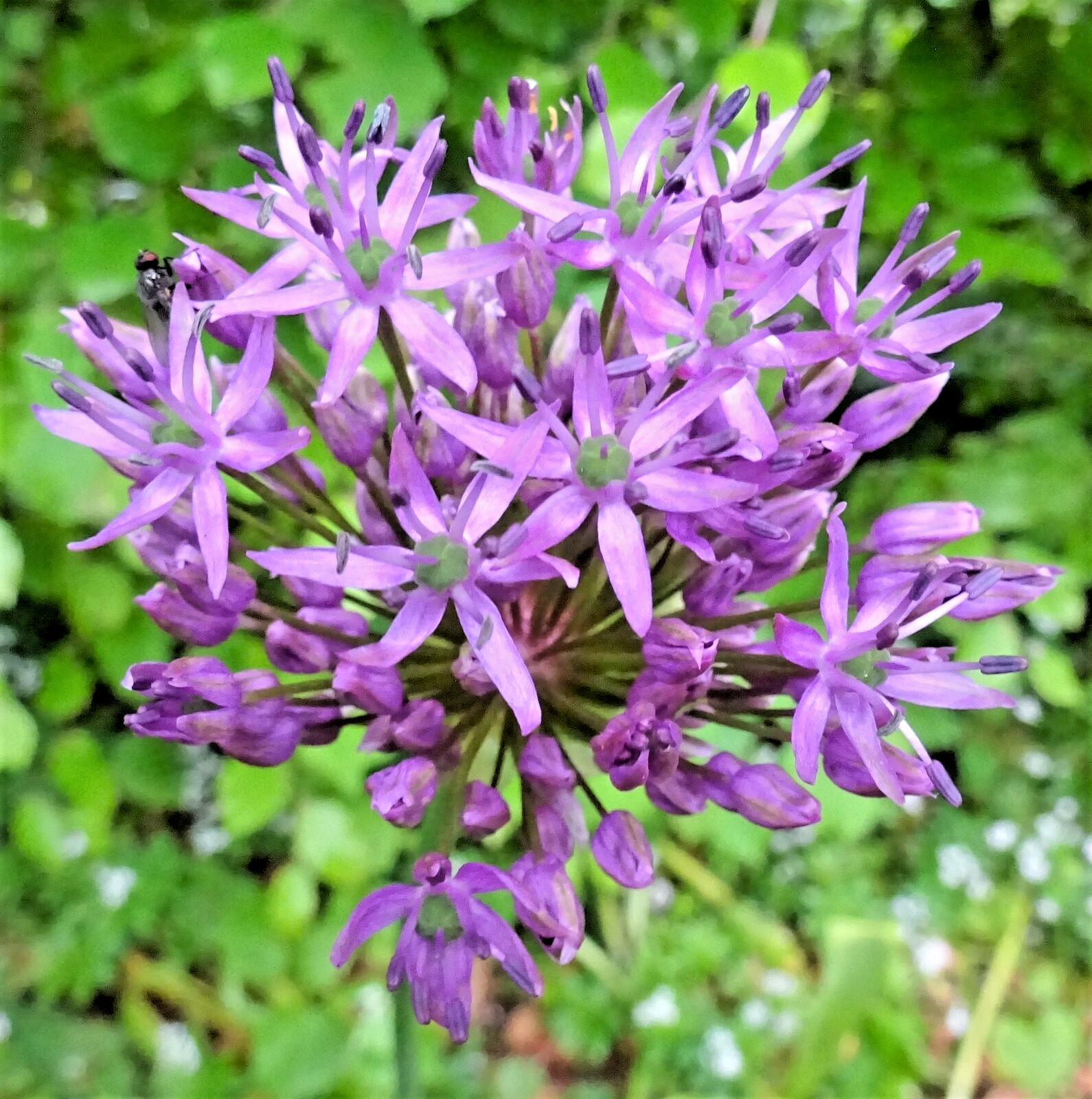 100 Giant Onion Seeds (Allium giganteum) Annual Flower Edible Herb Plant Seeds