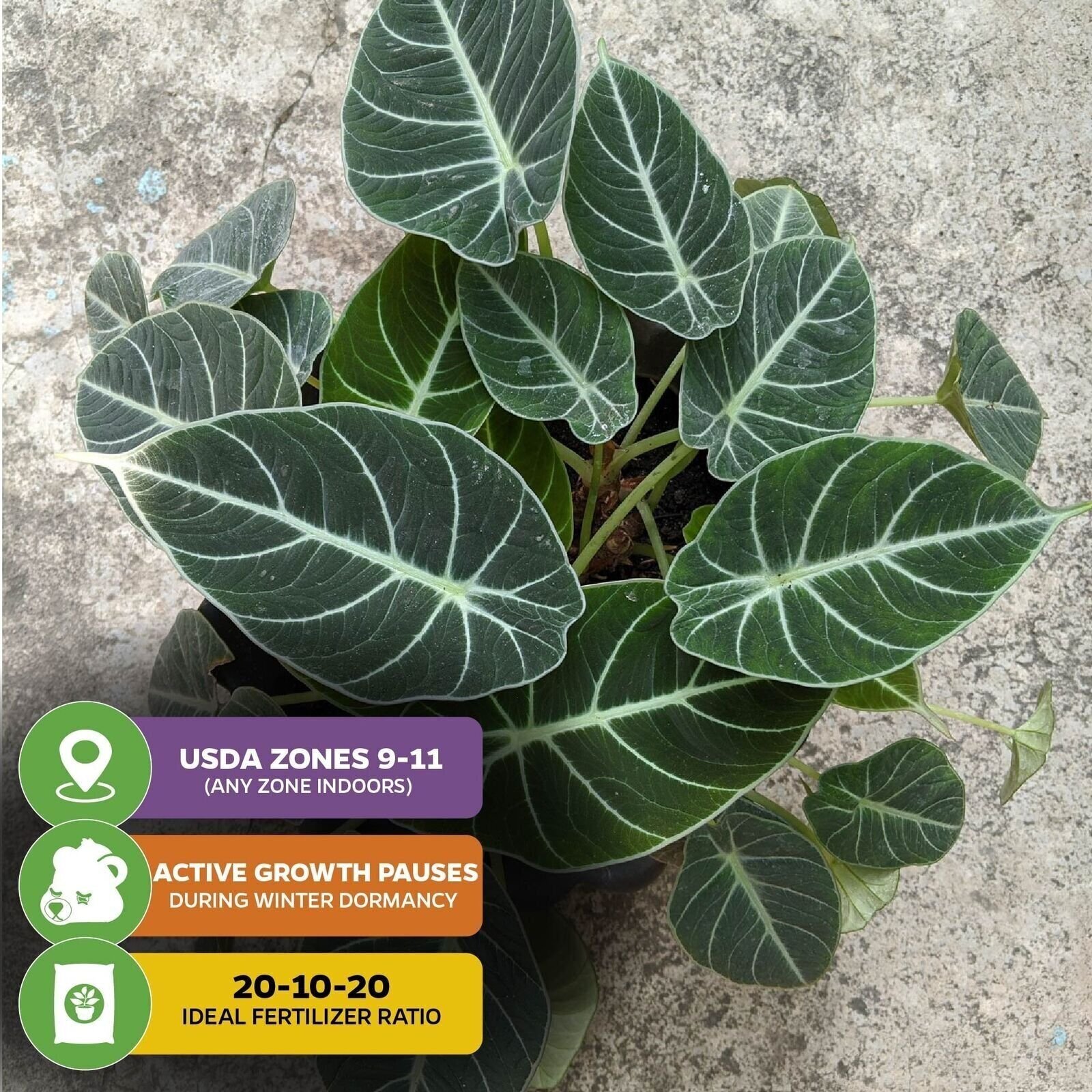 Black Velvet Elephant Ear – Alocasia reginula – Live Plant