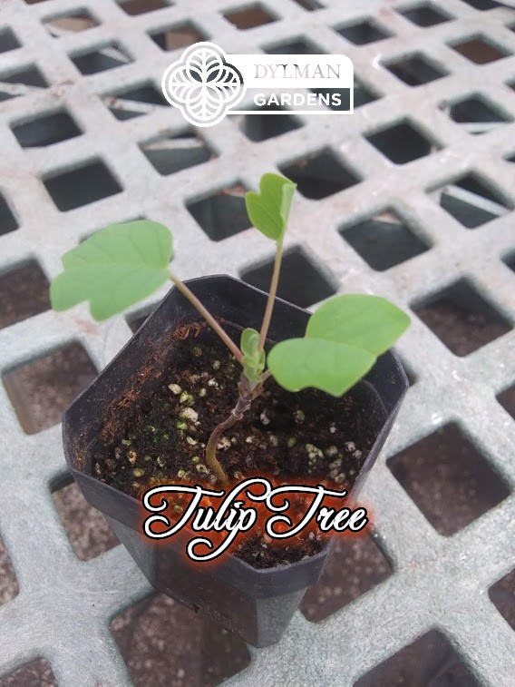 Tulip Tree (Liriodendron tulipifera) Whitewood – Tulip Poplar – Multiple Sizes