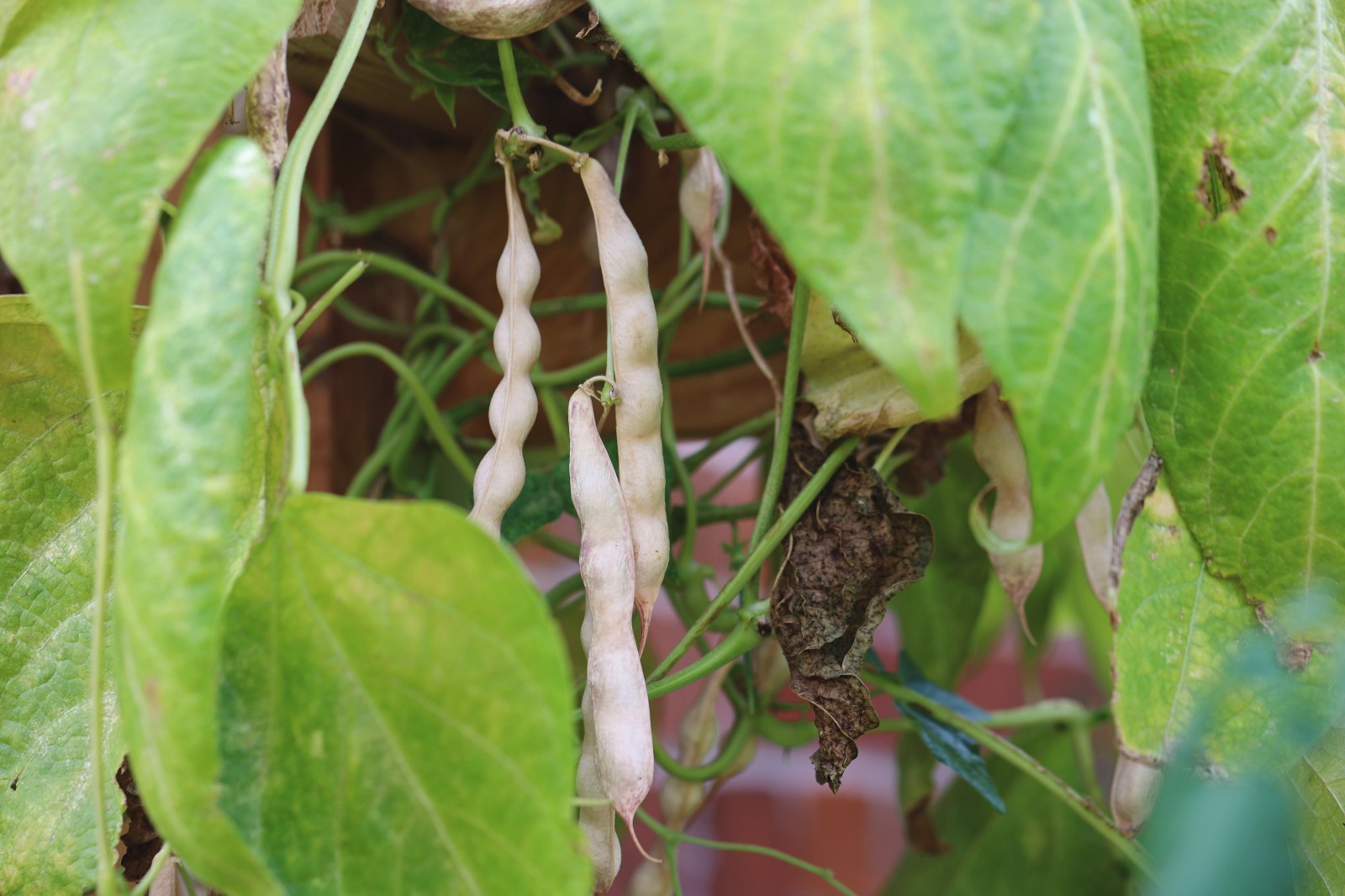 Navy Bean Seeds Treated. FREE SHIPPING!