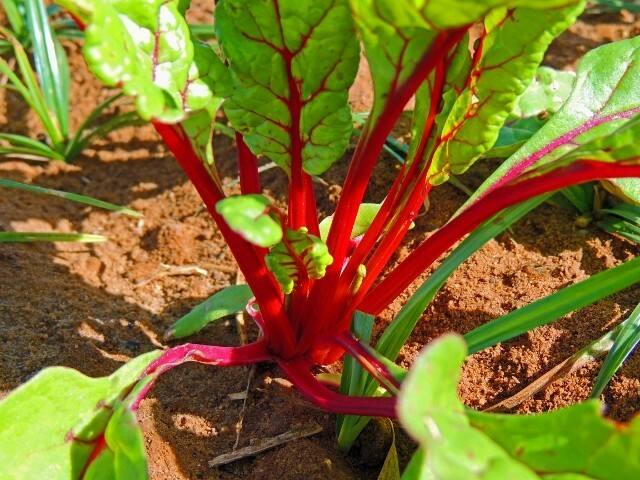 100+ Ruby Red Swiss Chard Seeds Heirloom NON-GMO Always Fresh For Your Garden