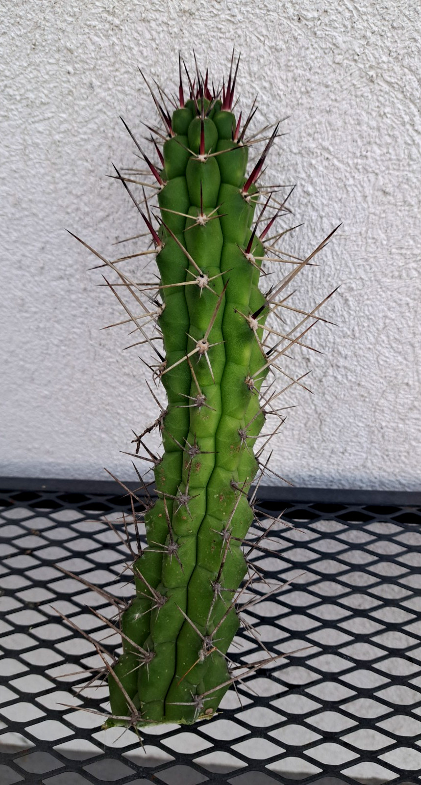 Rauhocereus Riosaniensis Jaenensis Cactus Cutting H10 ^726