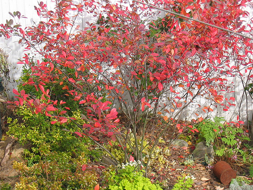 Red Chokeberry, Aronia arbutifolia Brilliantissima, Shrub Seeds (Fall Color)