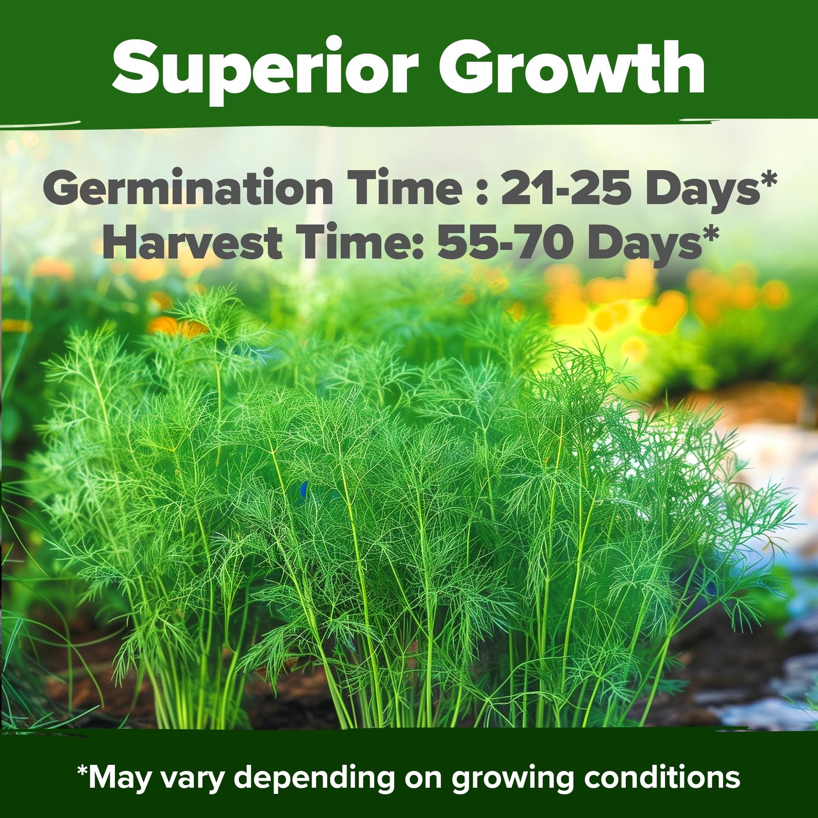 HOME GROWN Dill Seeds 2 Pack Anethum Graveolens 2028 NonGMO Heirloom Herb Se…