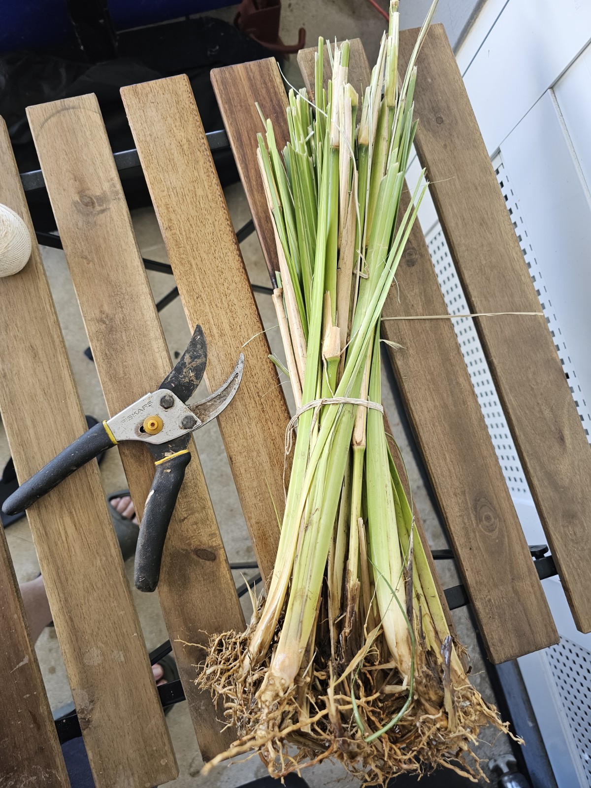 Vetiver live plant for EROSION CONTROL & Ornamental use