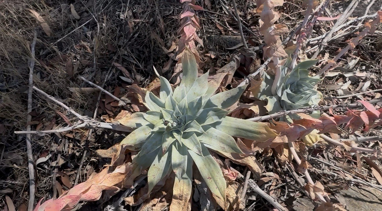 222+ Dudleya Pulverulenta Fresh Seeds Chalk Dudleya Harvested June 2026