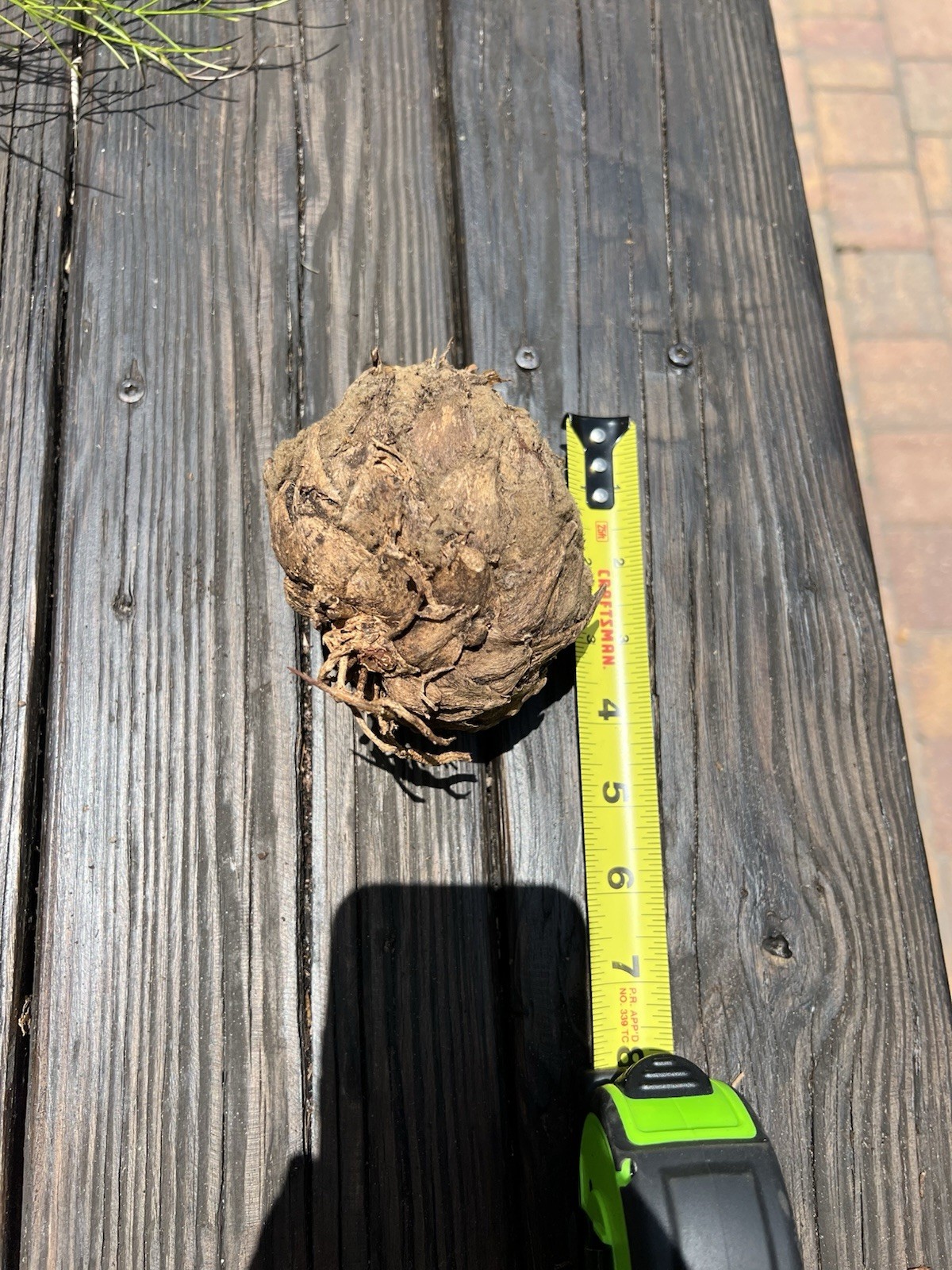 Dioon Edule Approx 4in Caudex – Hardy Mexican Cycad Lot #3