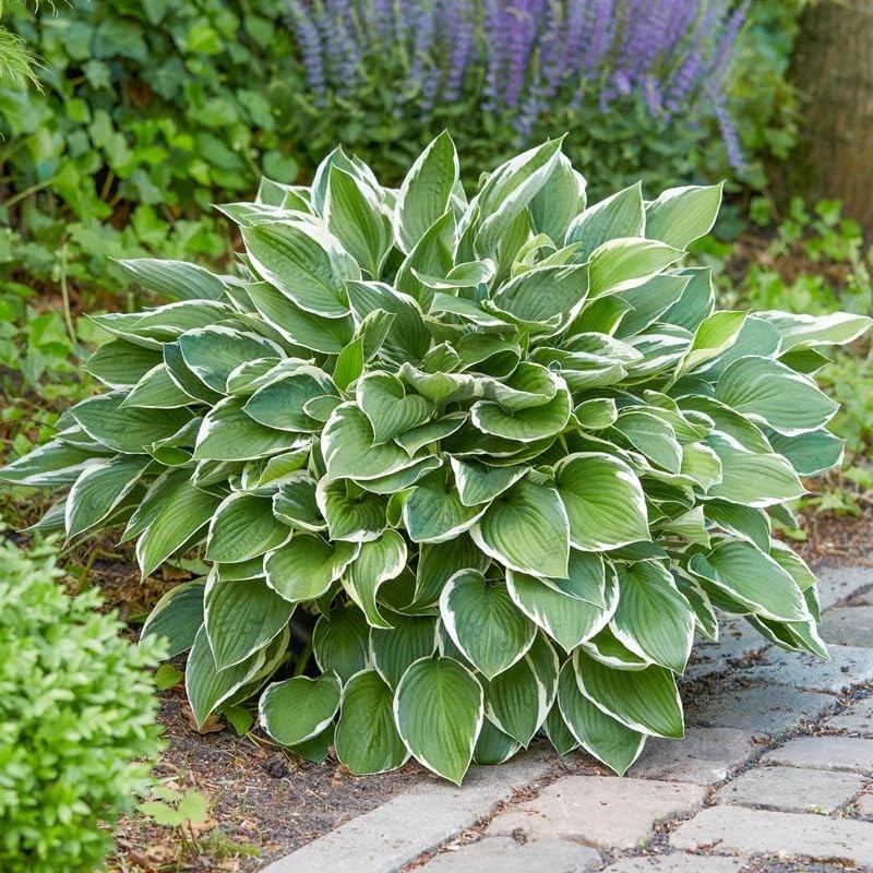 290+ USA PERMIUM Giant Hosta Seeds for Planting Indoor Outdoor-Non GMO Mixed