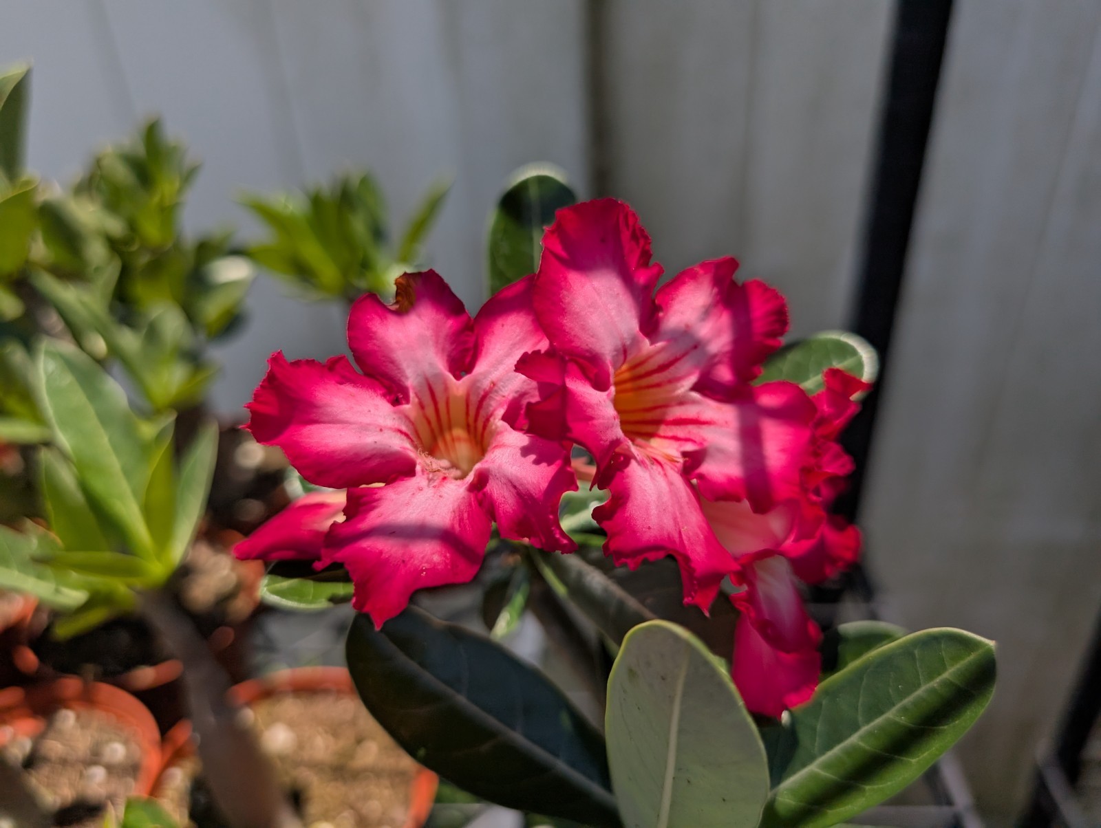20 Desert Rose Seeds, Adenium obesum and Adenium arabicum