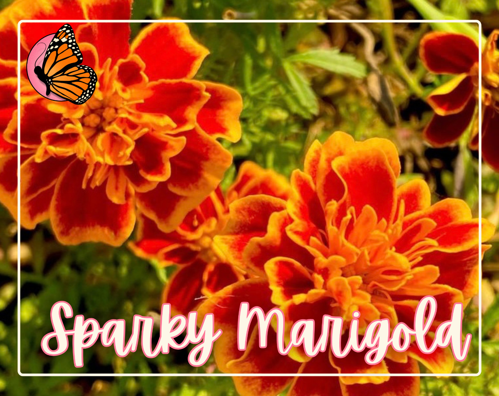 ANNUAL FLOWERS SEED BUNDLE | 12 Unique Seed Packets for Annual Flower Gardening!
