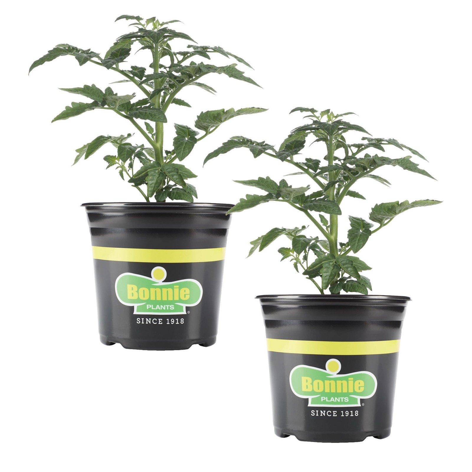 Bonnie Plants Patio Tomato Live Plant 1 Gal. 2-Pack