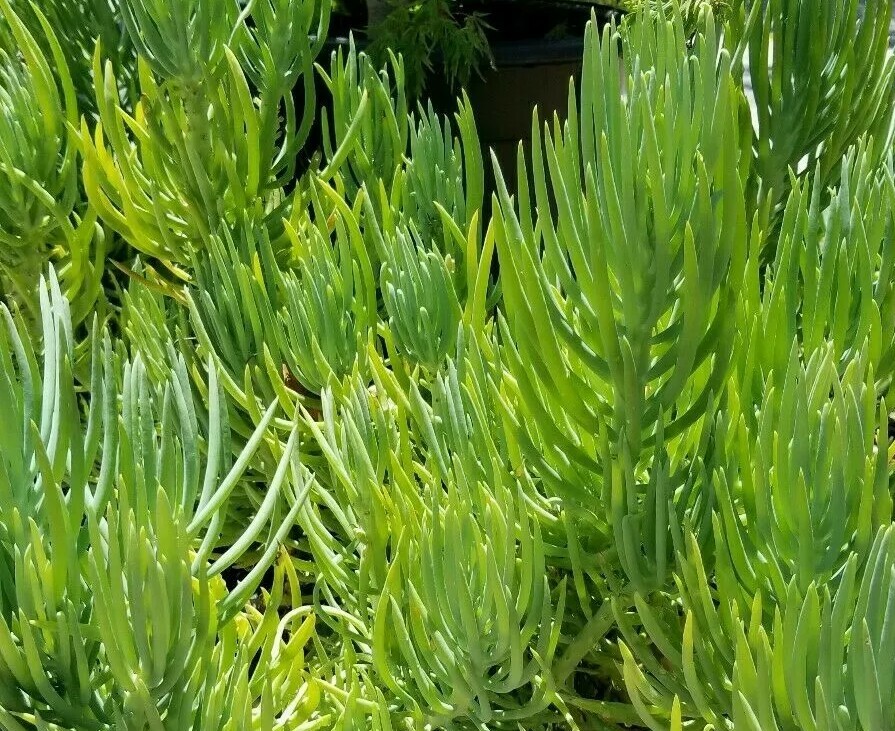 Senecio Vitalis Blue Serpents Mermaid’s Tail Chalk Fingers – Succulent Cuttings