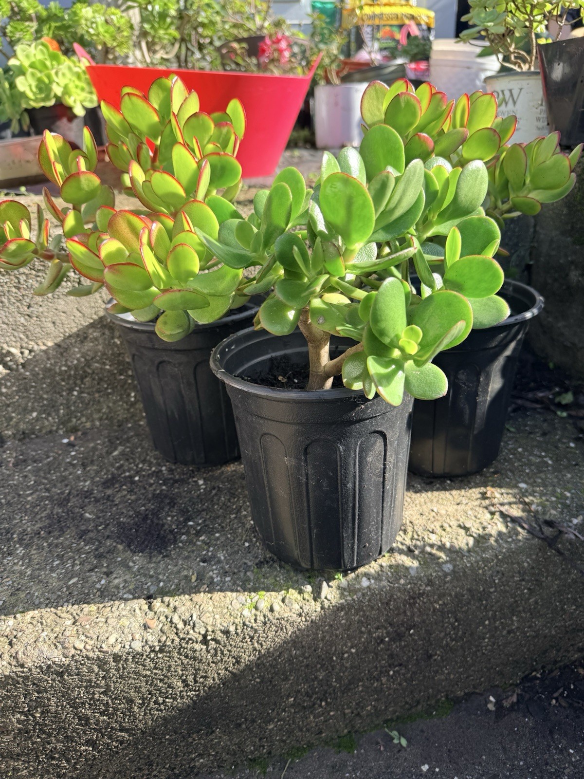 LARGE 1+ FOOT Rooted Jade / Money Plant Live Bonsai Tree