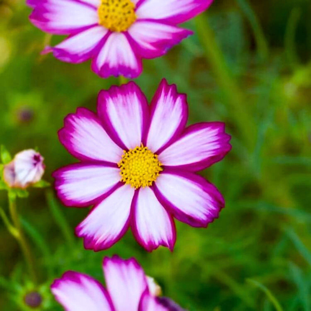 Fresh Beautiful Cosmos Seeds | Candystripe | Heirloom Non-GMO | Flower Seeds