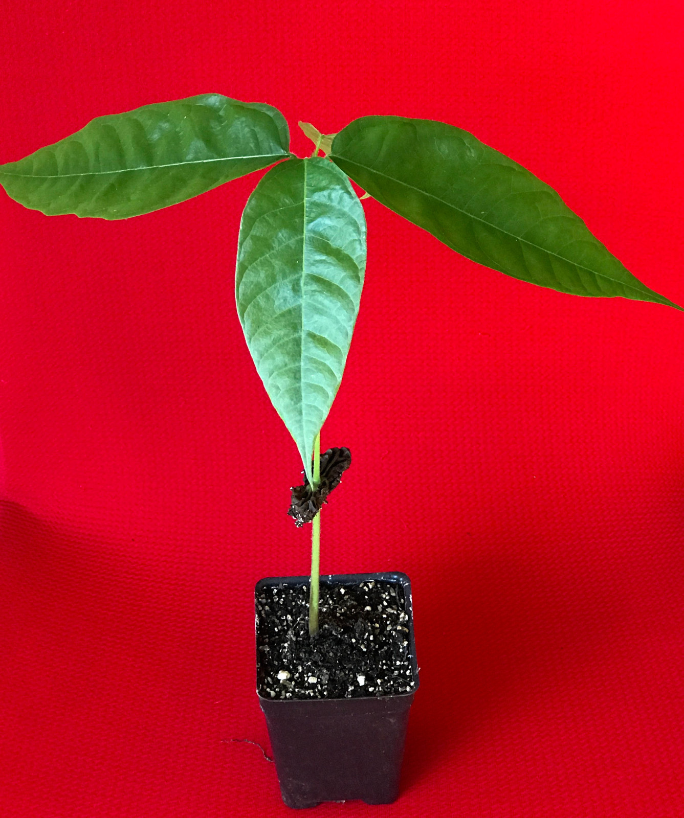 Red Theobroma Cacao Cocoa Chocolate Tropical Fruit Tree Potted Plant 10-13″