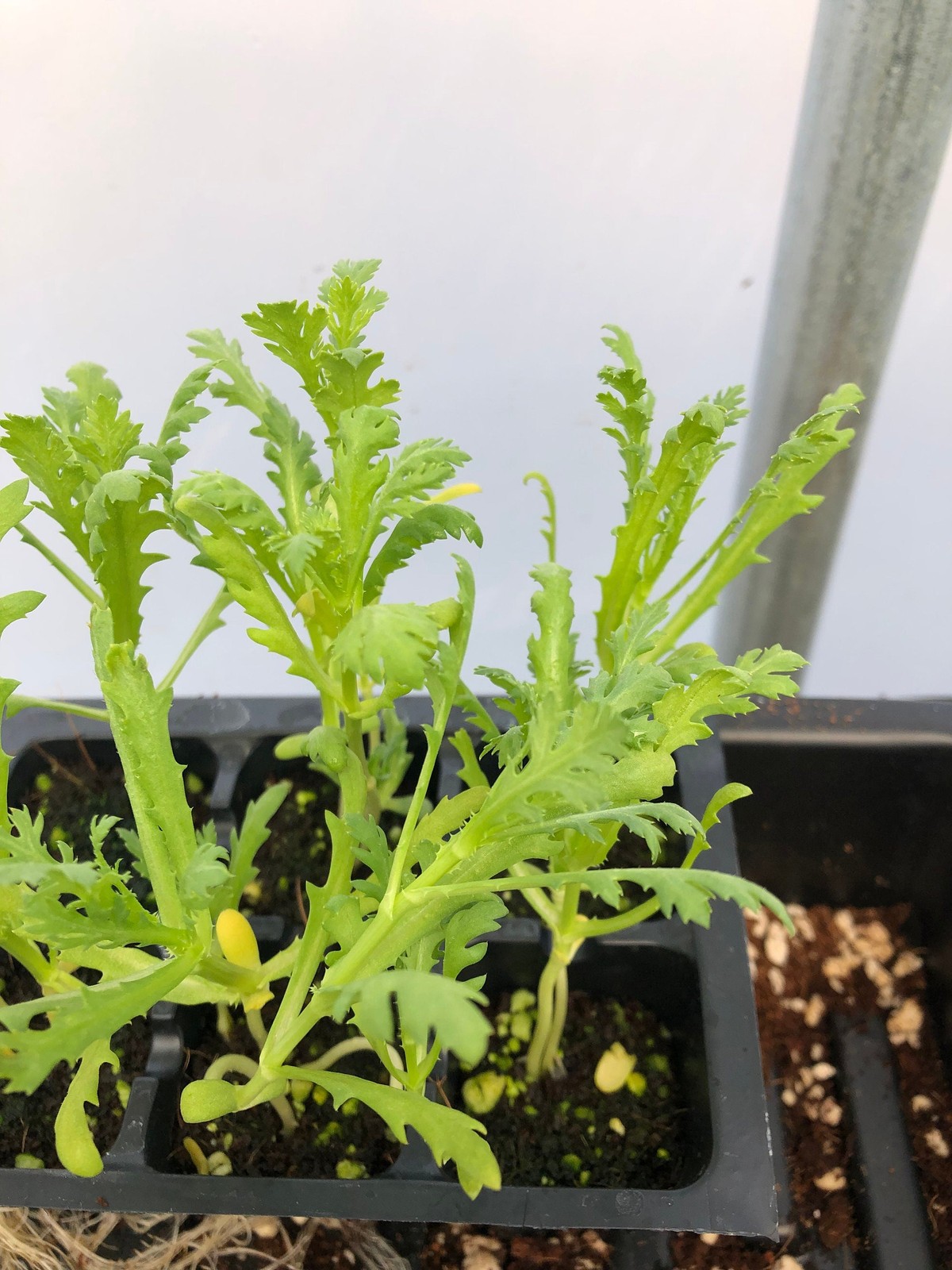 Chrysanthemum Live Plant – Seedlings/Plugs and Plants- 3″- 12″ tall- 30-60+ days