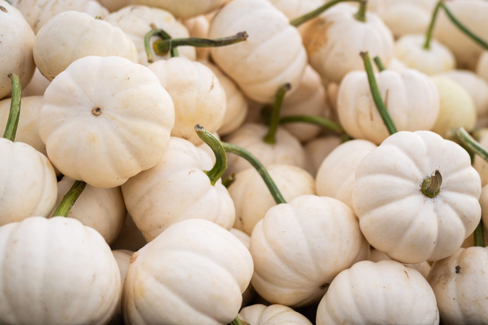 15 WHITE BABY BOO MINI PUMPKIN Miniature Cucurbita Pepo Vegetable Seeds Flat S/H
