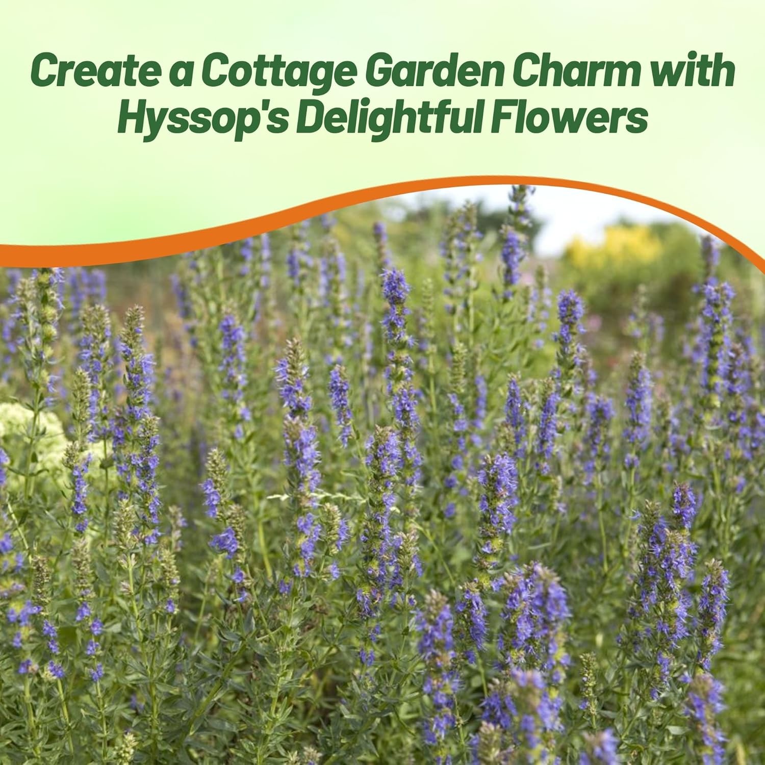 1000 Seeds Hyssop Seed – Blue Hyssopus Officinalis Herb Seeds