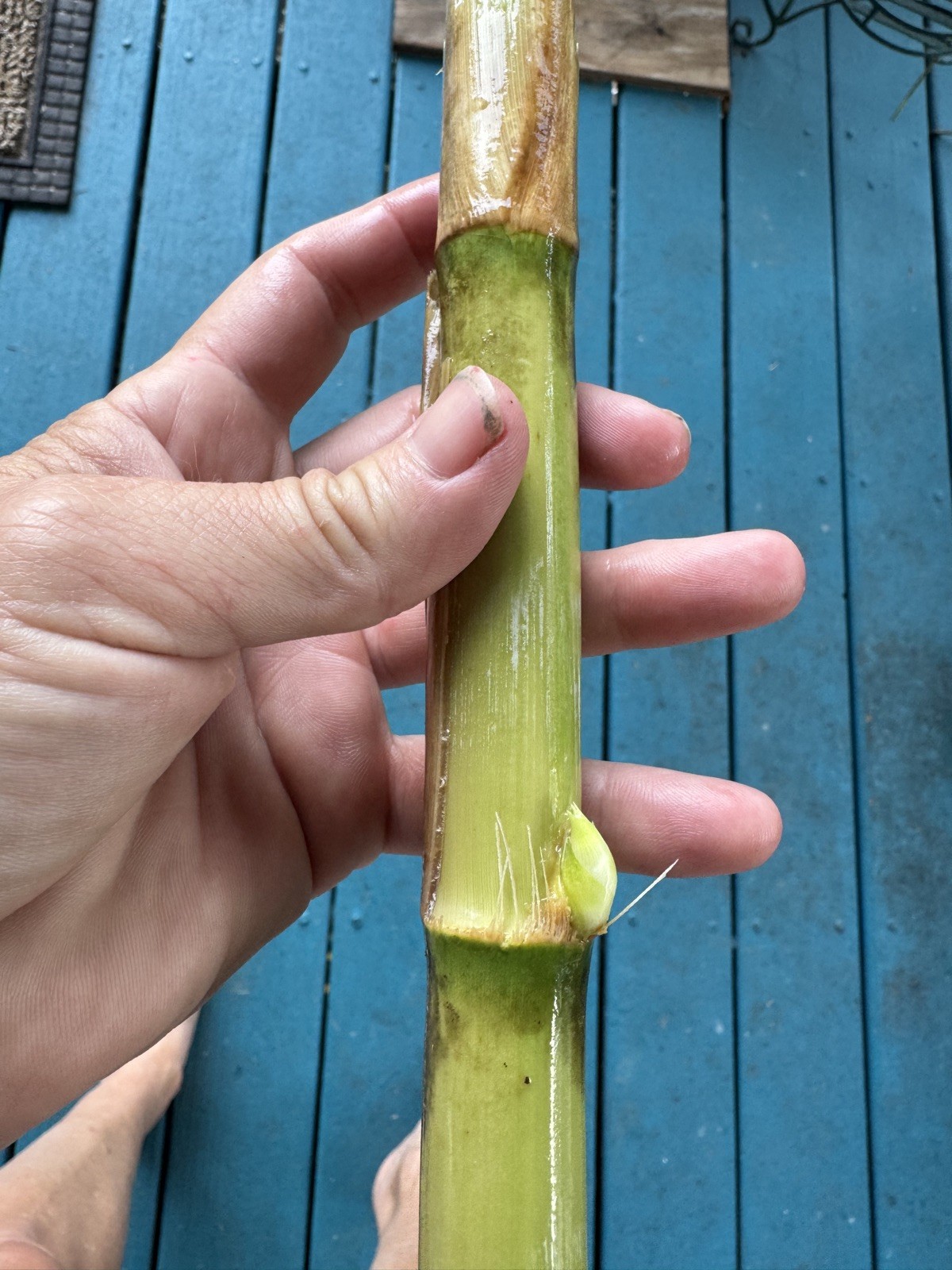 Arundo Donax Variegated Reed Like Bamboo Plant – 5 Rhizomes Free Shipping